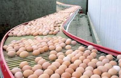 Egg collecting system