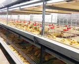 1.35*1.1肉鸭笼养设备（三层）