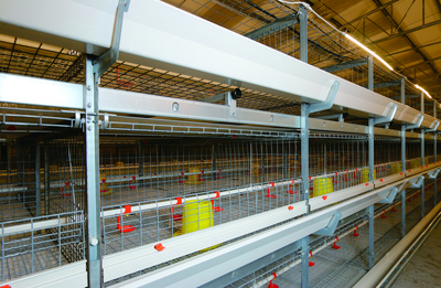 1.05 cage type (3 tier 1 door)with a length of 125cm per group