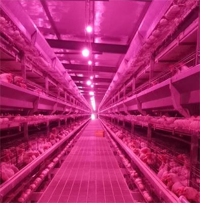 1.2 * 1.2 Stacked laying hen equipment(6 tier 2 door)