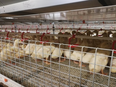 1.35*1.1肉鸭笼养设备（四层）