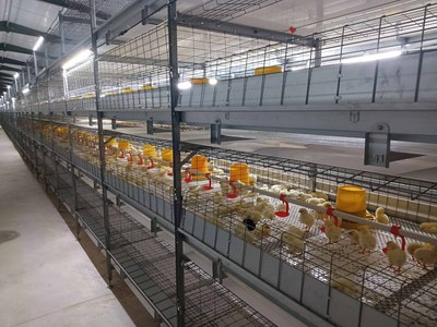 1.25*800 type (cage size 1250*800*450mm)