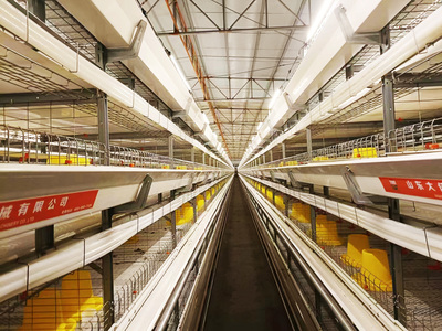 1.25*800背靠背笼型（三层）