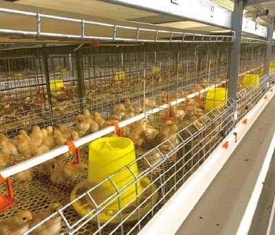 1.25单肉鸡笼型（四层）