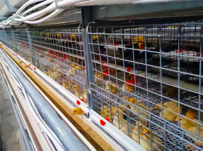 1.25 Single broiler cage type (4 tier single cage)